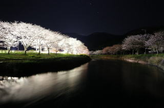 松崎の夜桜